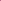 Ideal Violet Dianthus Seeds