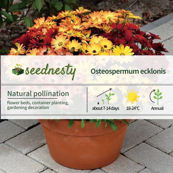 Sunset Shades Osteospermum Seeds