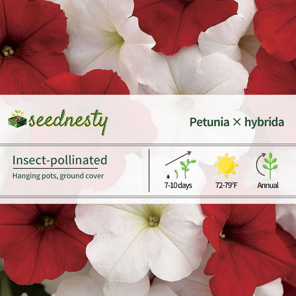 E3 Easy Wave Peppermint Mix Petunia Seeds