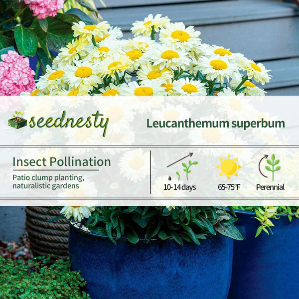 Leucanthemum Realflor 'Real Solar Shasta Daisy' Seeds