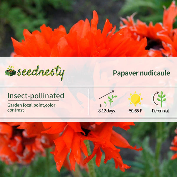 Papaver 'Ruffled Princess of Orange' Poppy