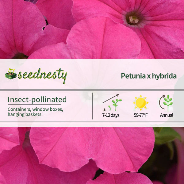 E3 Easy Wave Pink Cosmo Petunia Seeds