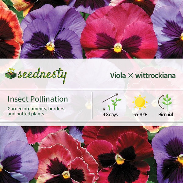 Matrix Coastal Sunrise Mix Pansy Seeds