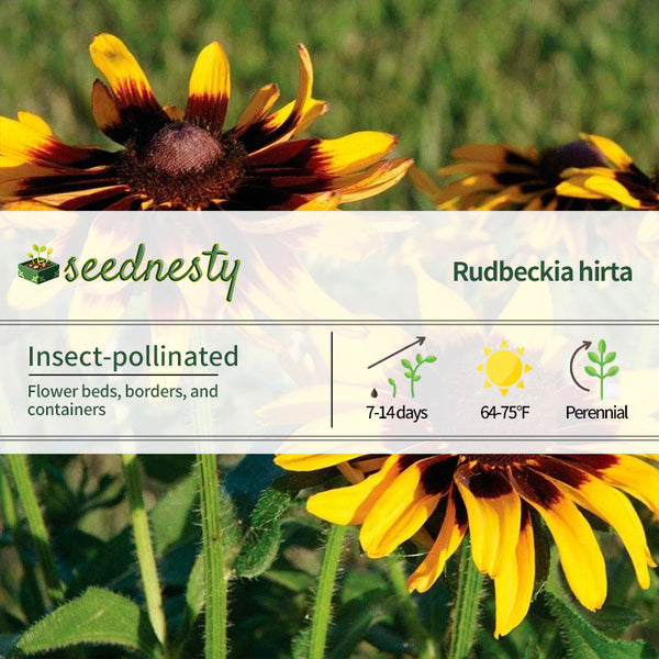 Rudbeckia 'Denver Daisy'
