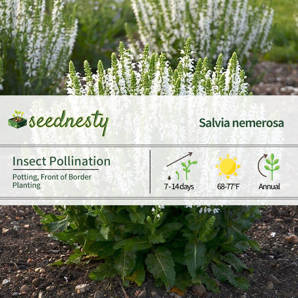 Salvia 'Bumblesnow' Seeds