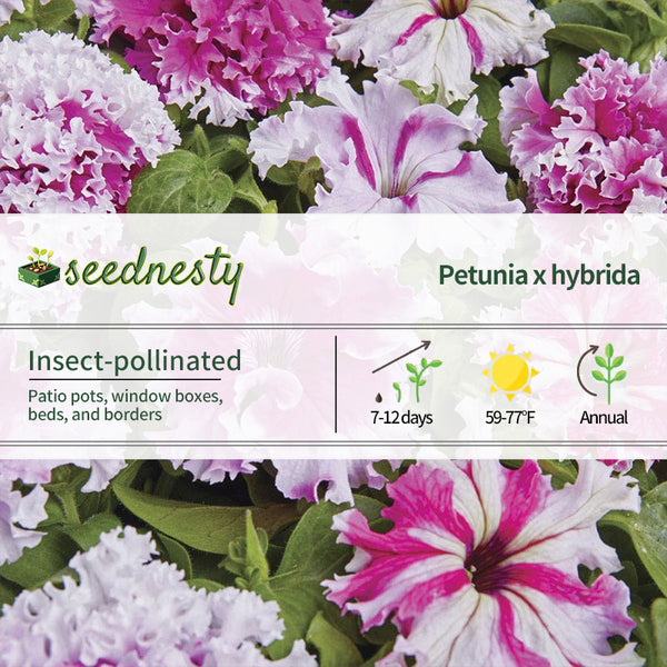 Greetings from Jaroměře Petunia Seeds