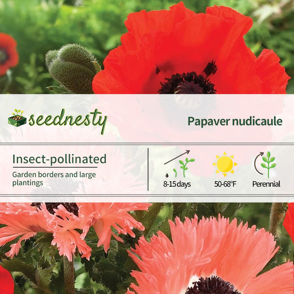 Papaver Collection Poppy