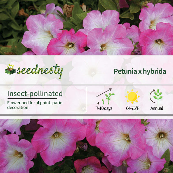 Opera Supreme Pink Morn Petunia Seeds