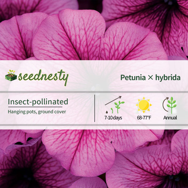 Easy Wave Rose Fusion Petunia Seeds