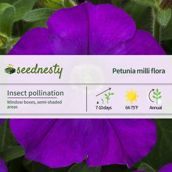 FlashForward Blue Petunia Seeds