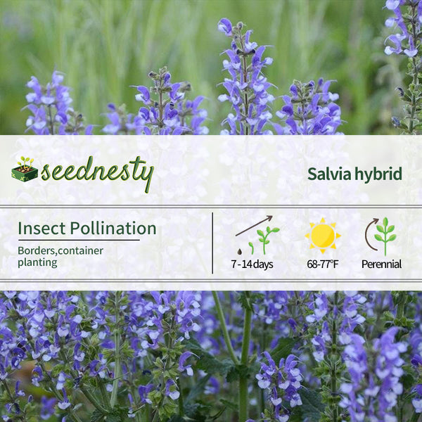 Salvia ColorSpires 'Azure Snow' Seeds