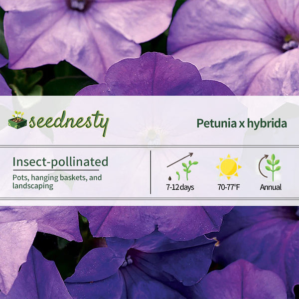 Easy Wave Lavender Sky Blue Petunia Seeds