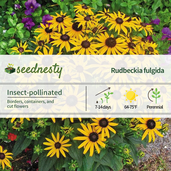 Rudbeckia 'Little Goldstar'