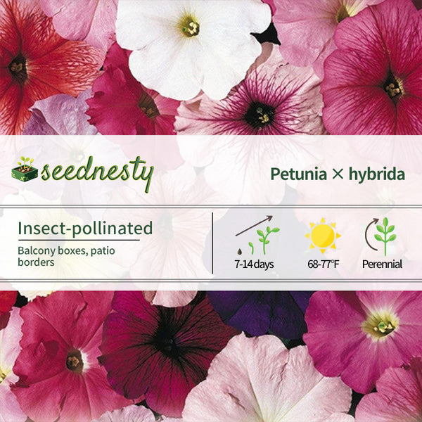Celebrity Mix Petunia Seeds