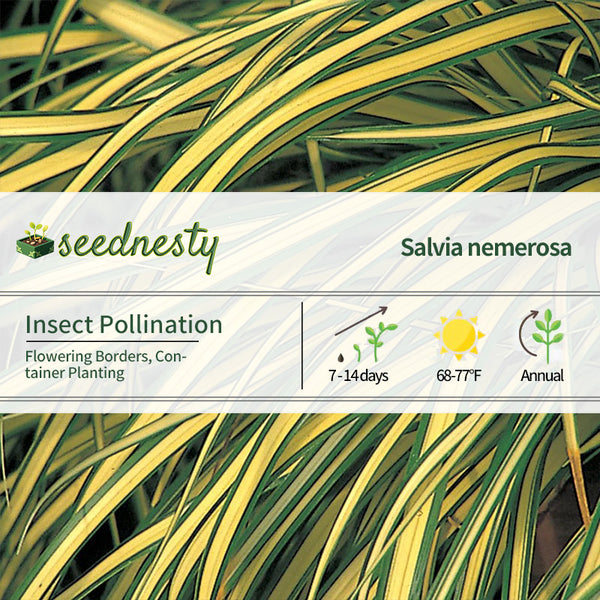 Salvia 'Wild Thing' Seeds