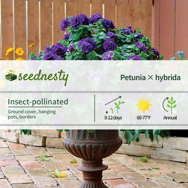 Petunia Double Wave Blue Velvet