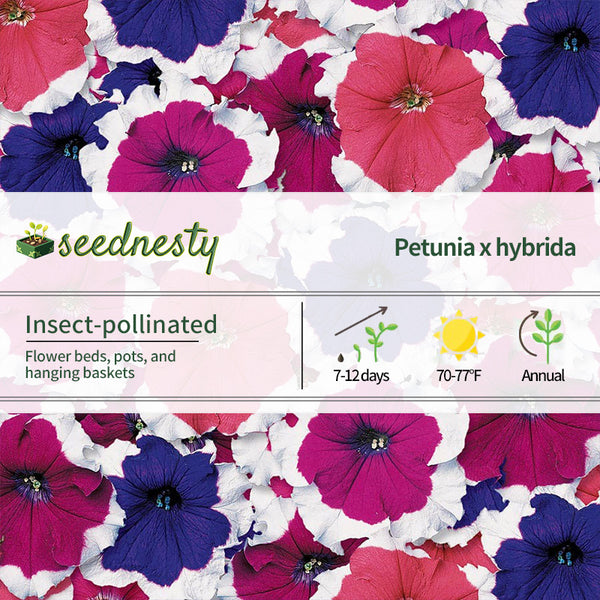 Donna Picotee Mix Petunia Seeds