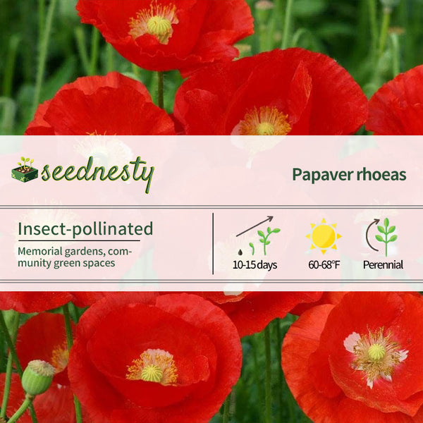 'American Legion' Heirloom Poppy Seeds