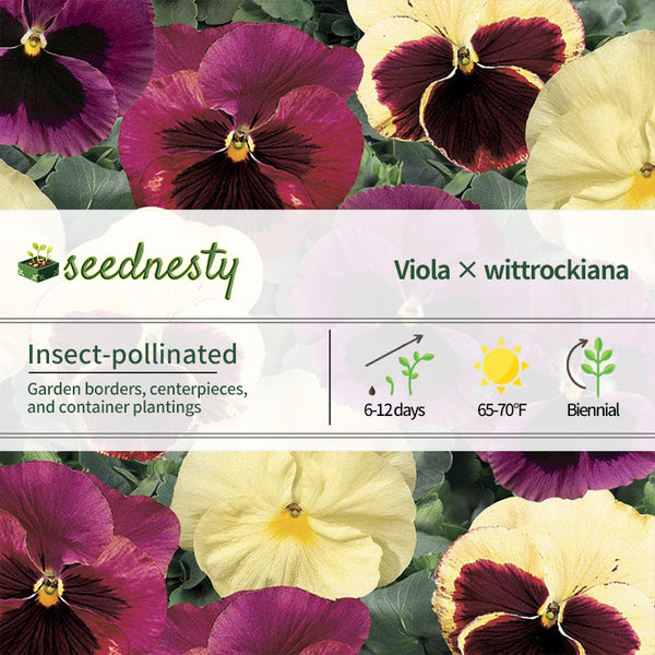 Delta Classic Apple Cider Mix Pansy Seeds