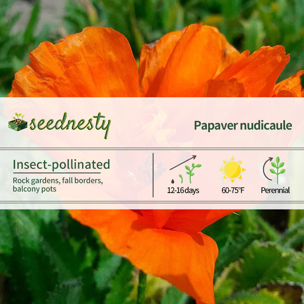 Papaver 'Harvest Moon' Poppy Seeds