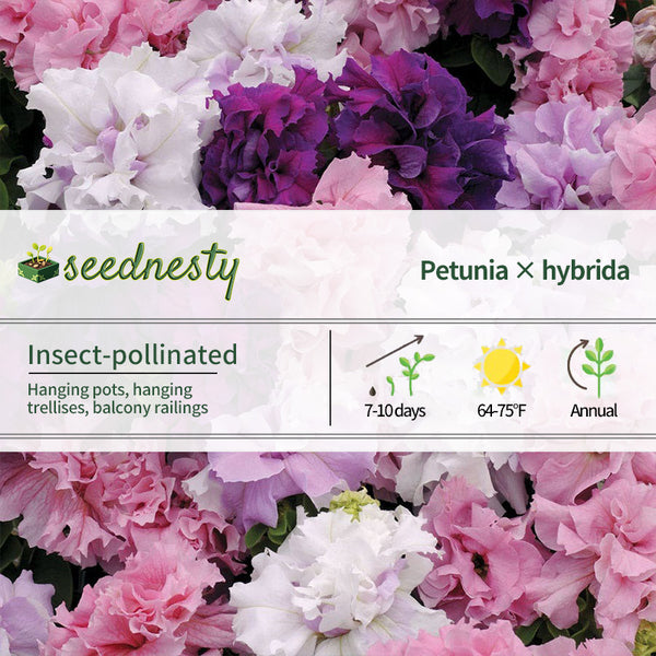Double Cascade Mixture Double Petunia Seeds