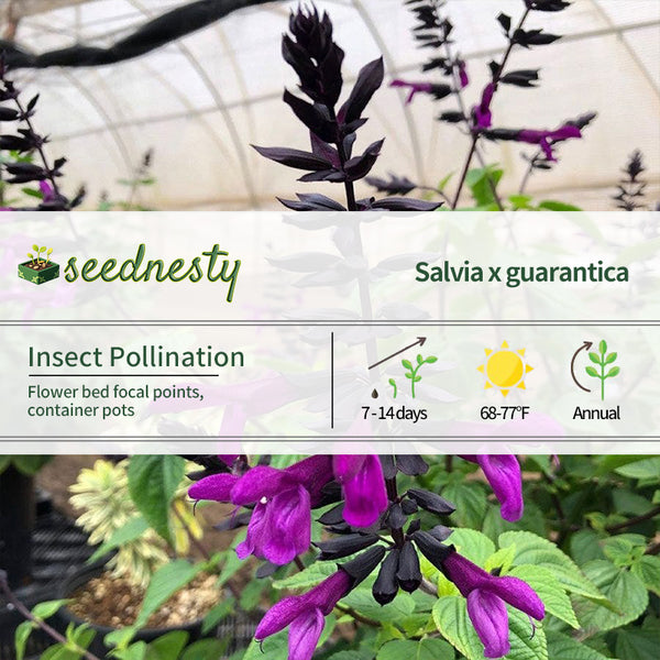 Salvia BODACIOUS 'Smokey Jazz' Seeds