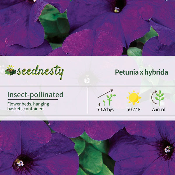 Dreams Midnight Petunia Seeds