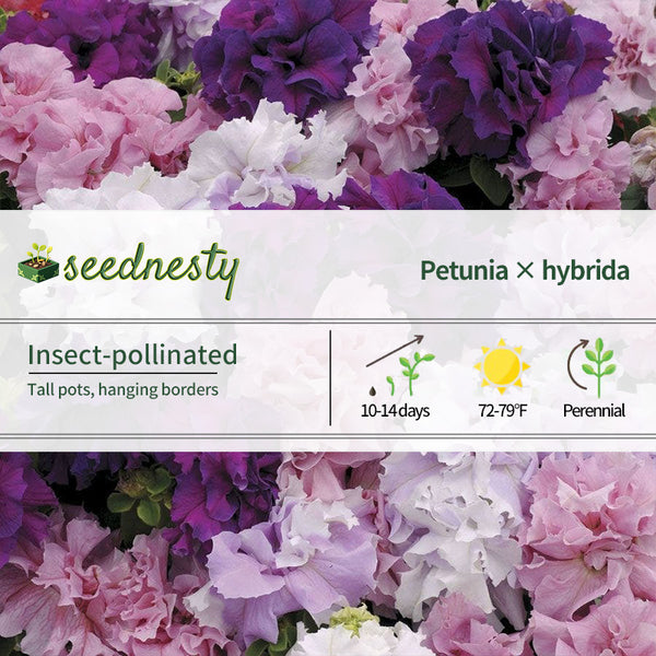 Double Cascade Mix Hybrid Double Petunia Seeds