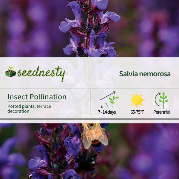 Salvatore Blue Salvia Seeds