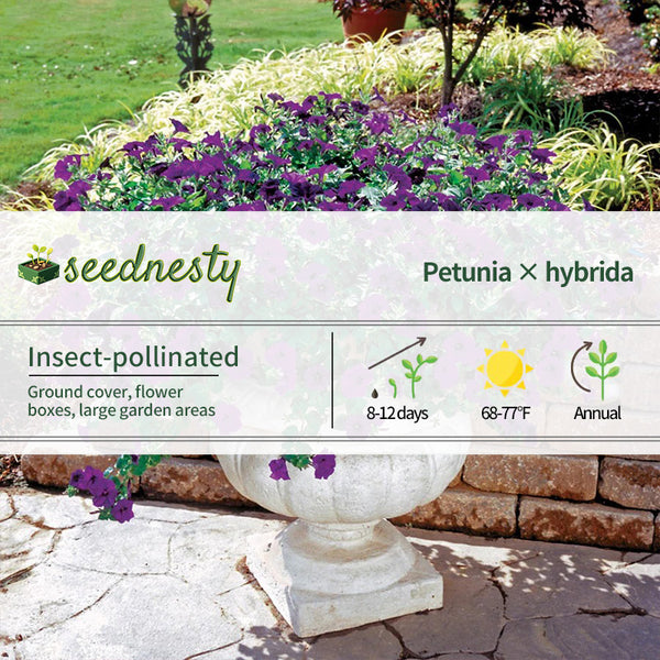 Wave Blue Hybrid Petunia Seeds
