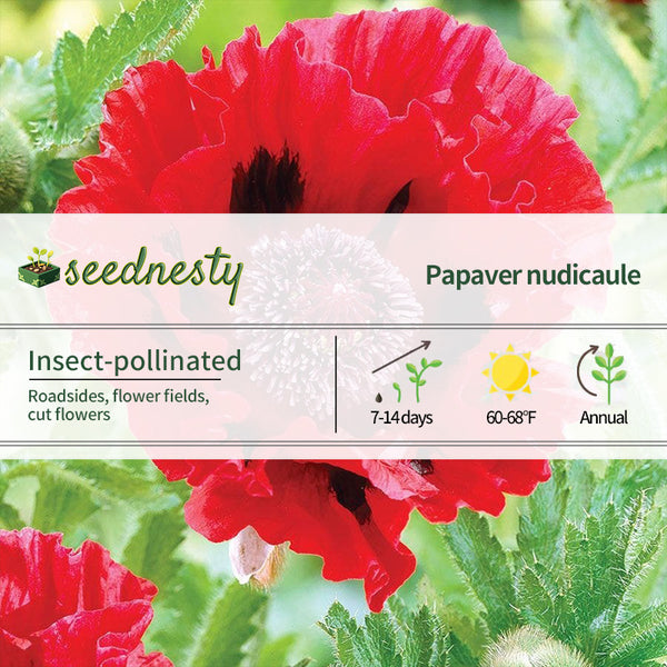 Papaver Red Poppies Seeds