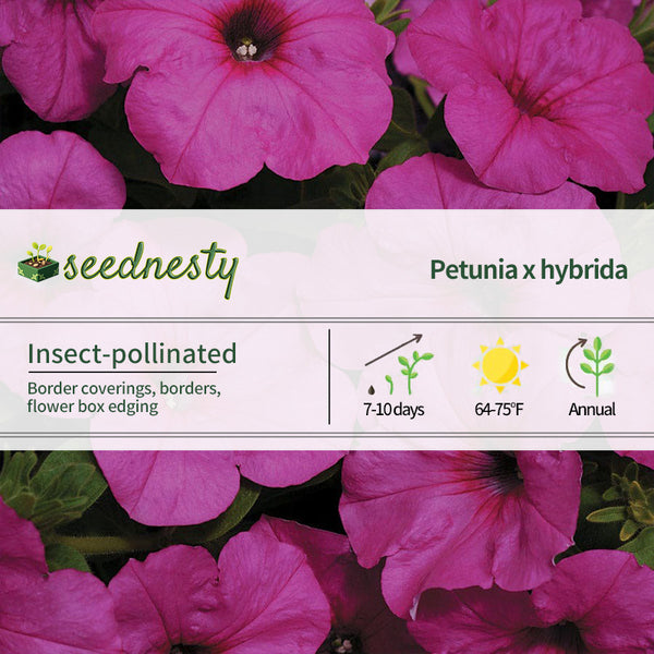 Easy Wave Neon Rose Petunia Seeds