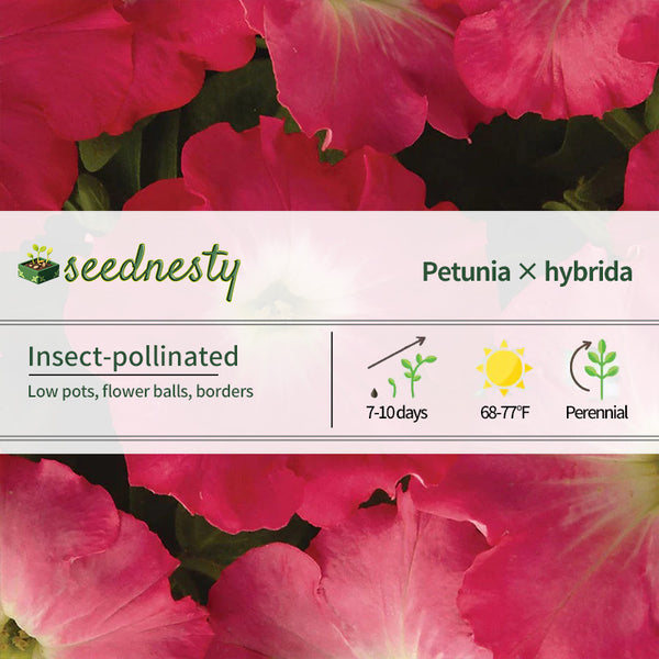 Easy Wave Rosy Dawn Hybrid Petunia Seeds