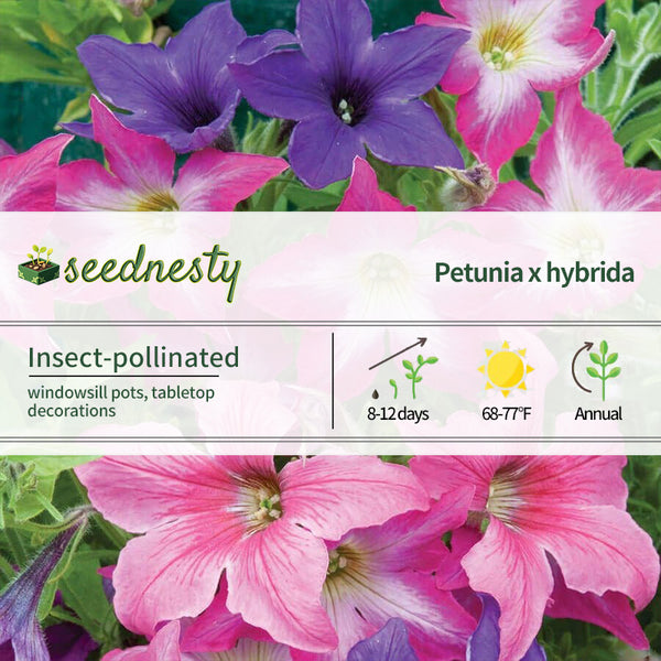 'Sparklers' Petunia Seeds