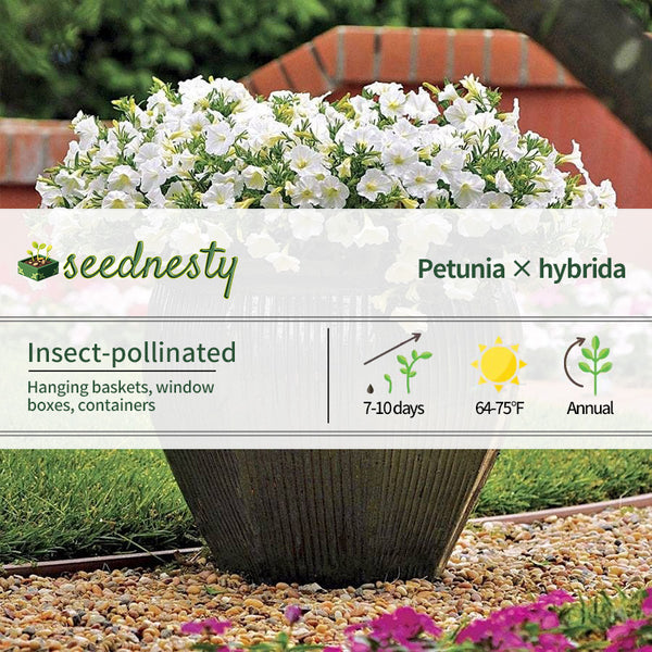 Shock Wave Coconut Petunia Seeds