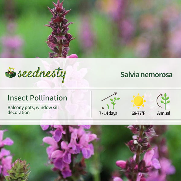 Salvia 'Rose Marvel' Seeds