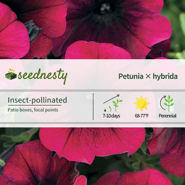 Easy Wave Burgundy Velour Petunia Seeds