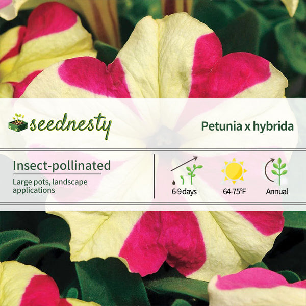 Sophistica Lime Bicolor Petunia Seeds