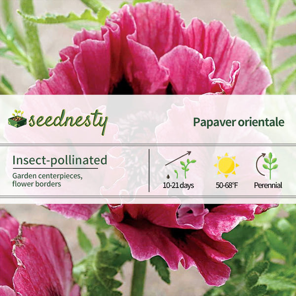 Harlem Oriental Poppy