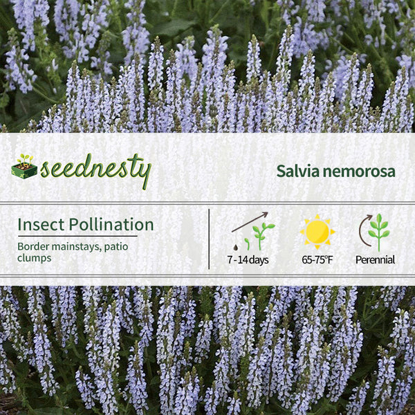Salvia 'Perfect Profusion' Seeds