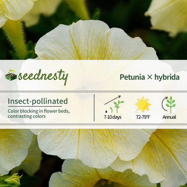 E3 Easy Wave Yellow Petunia Seeds