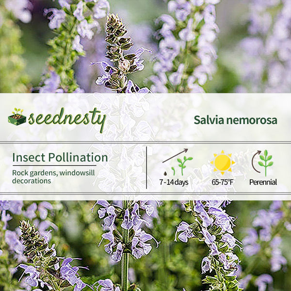 Salvia 'Crystal Blue' Seeds