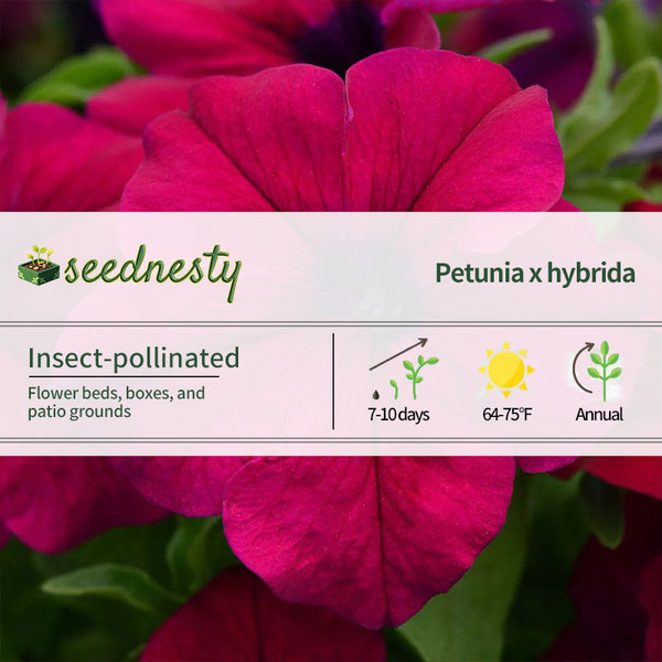 Dreams Burgundy Petunia Seeds