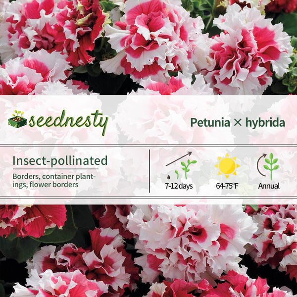 Pirouette Red Double Petunia Seeds