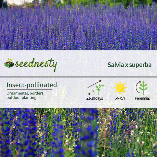 Blue Queen Salvia Seeds