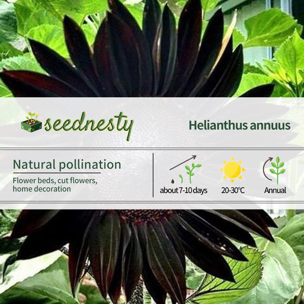 Obsidian Sunflower Seeds