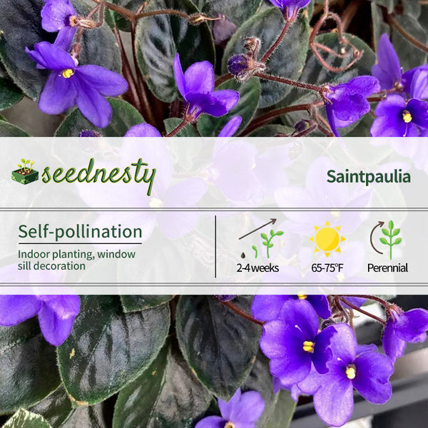 Heirloom African Violet Seeds