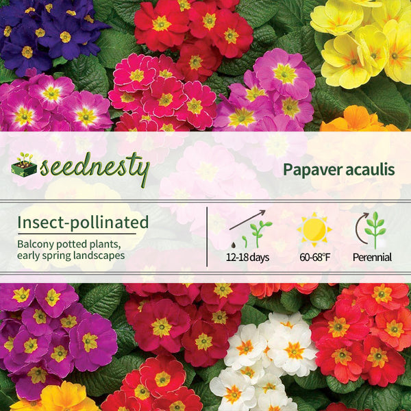 Danova Full Mix Hybrid Primula Seeds