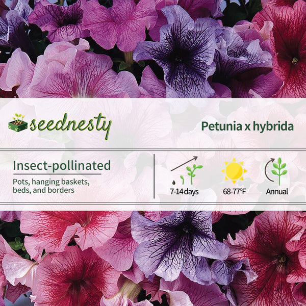 Daddy Mix Petunia Seeds