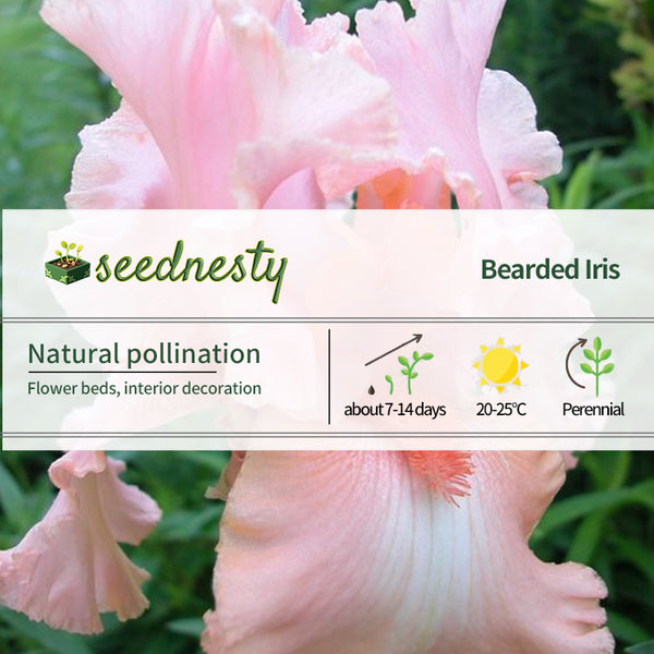 Iris 'Pink Bubbles'